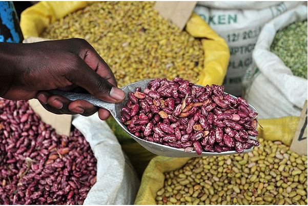 Iron biofortified bean
